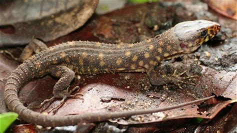 How To Draw A Yellow Spotted Lizard From Holes