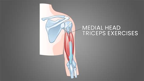 Medial Head Triceps Exercises: 5 Best Options! - Inspire US