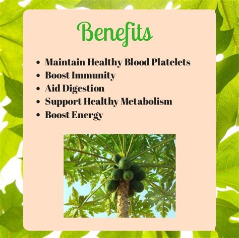 The Health Benefits of Papaya Leaves