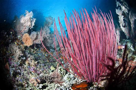 10 Stunning Underwater Plants and Sea Creatures on the Ocean Floor