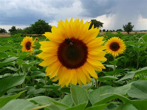 sunflowers – awkward botany