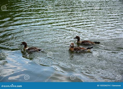 Feeding a Swimming Duck Family on a Pond in Europe Stock Photo - Image ...