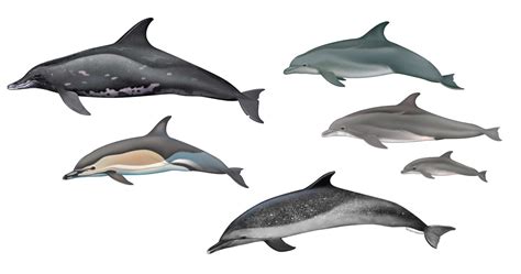 Which species of dolphins are known to visit Hawaii? - Dolphins And You