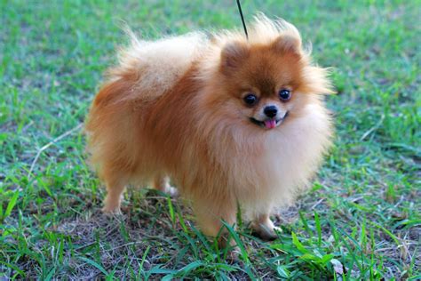 pictures of pomeranians | Red Pomeranian. Male, age of 2 years old ...