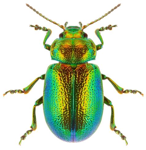 Colorful Beetle