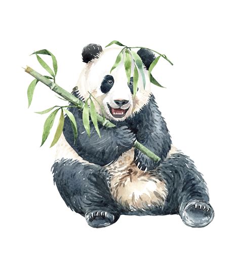 Watercolor Panda with Bamboo 669950 Vector Art at Vecteezy