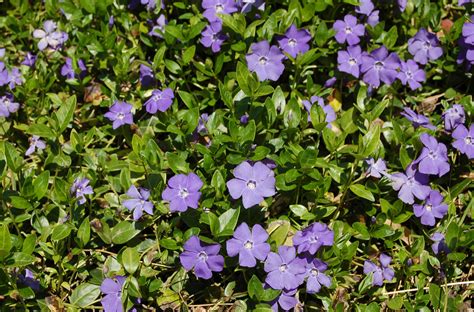 How to Grow and Care for Vinca Minor (Periwinkle)