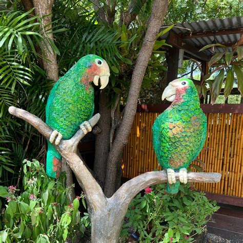 Cayman Parrot Sanctuary Tour I Cayman Visitor