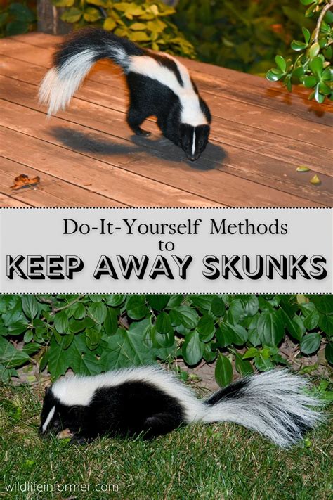 Skunks can be a real (smelly) pain to have hanging around your yard. If ...