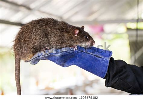 7,537 Big Rat Royalty-Free Images, Stock Photos & Pictures | Shutterstock