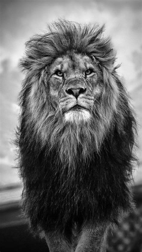 Majestic Beauty, Majestic Lion HD phone wallpaper | Pxfuel