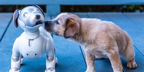 Robotic dogs, Laughter Therapy And Mindfulness Could Help People Cope ...