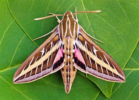 Do certain species of moths contain the capability to bite? – Telegraph