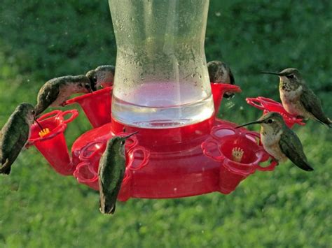 Is it okay to feed hummingbirds? - BC SPCA