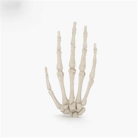 Hand bone 3D model - TurboSquid 1420395