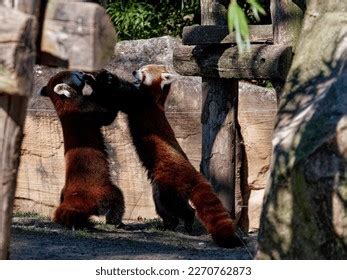 Couple Red Panda Fighting Stock Photo 2270762873 | Shutterstock