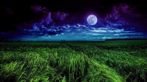 landscape, full moon, meadow, tree, moonlit, grassland, moon, 4K, field ...