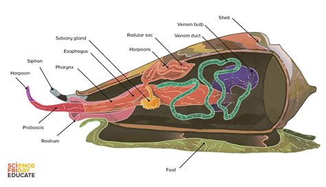 How Do 'Killer Snails' Kill Their Victims?