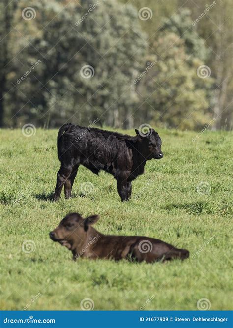 Black Angus calves stock image. Image of cattle, angus - 91677909