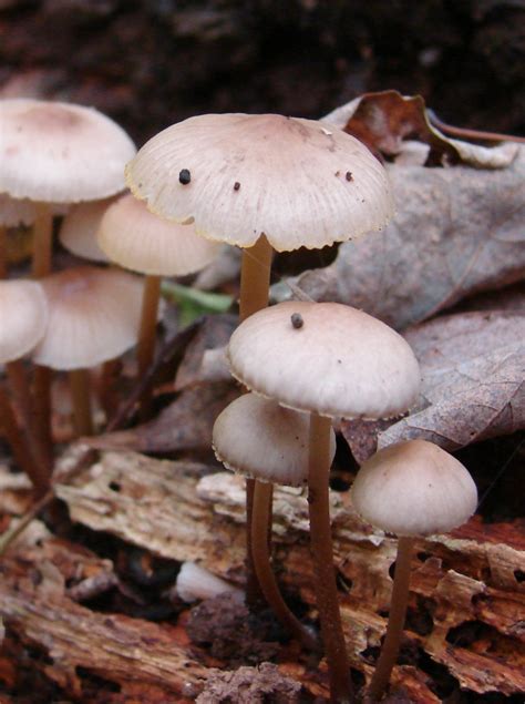 Mycena inclinata at Indiana Mushrooms