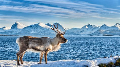 How reindeer evolved to survive freezing Arctic winters | Science | AAAS