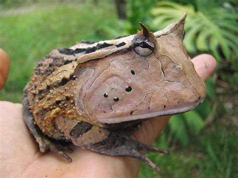 Surinam Horned Frog Facts and Pictures