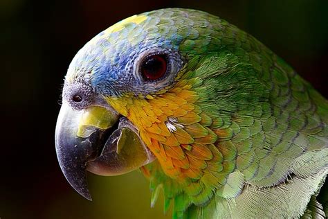 Bird Green Parrot Angry - Free photo on Pixabay - Pixabay