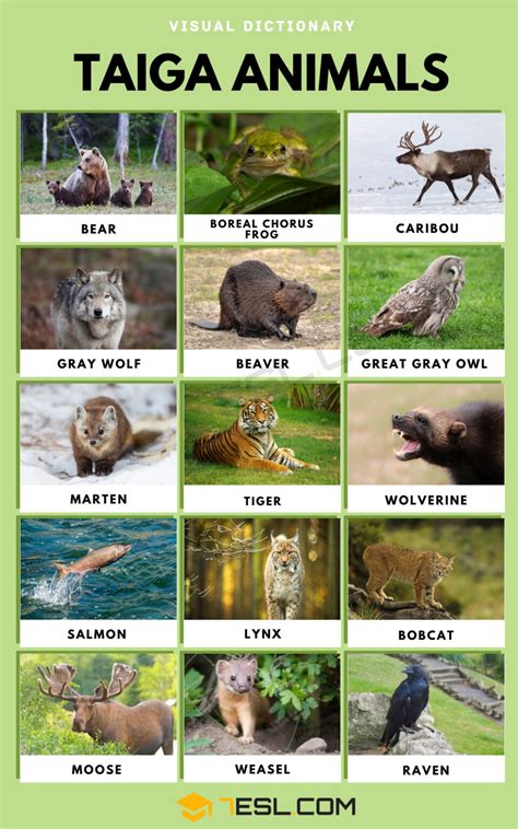 Taiga Animals Names and List of Taiga Animals in English • 7ESL