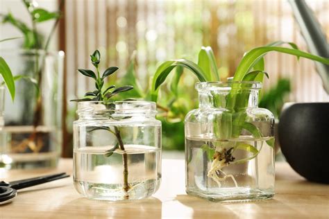 10 Indoor Plants That Grow in Water (Species Guide) | Just Houseplants