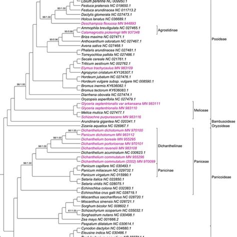 Phylogenomic tree of 72 Poaceae species. Newly sequenced plastomes are ...