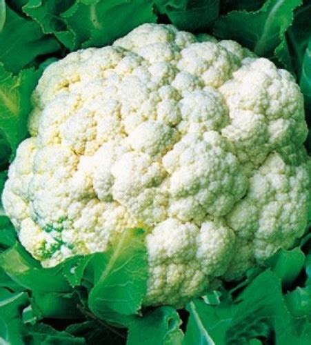 Cauliflower Early Snowball – Weston seed