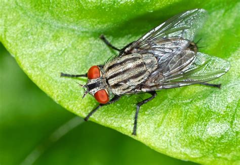 How a Housefly Can Spread Diseases? - coinguonphuquoc.com