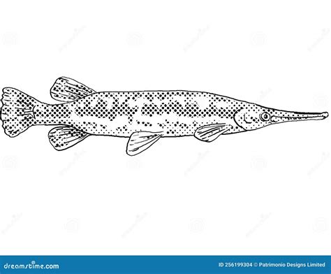 Longnose Gar Lepisosteus Osseus, Longnose Garpike or Billy Gar ...