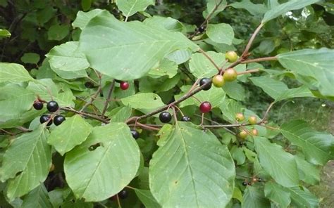 Managing buckthorn in your wetland | Wisconsin Wetlands Association