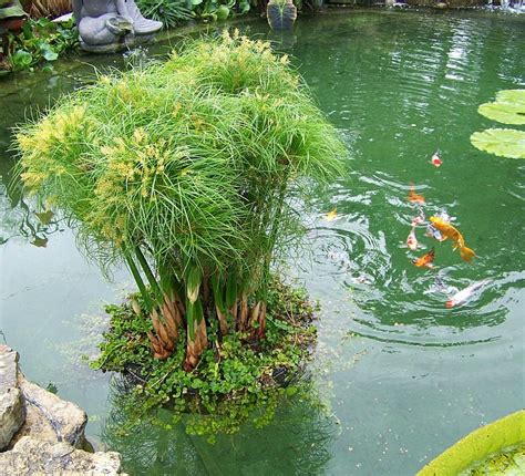 Organising Pond Plants: Pondkeeper Blog