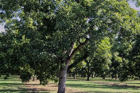 The Best Time To Plant Pecan Trees (And How to Do It) - Tree Journey