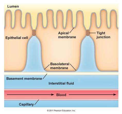 Cell Membrane Transport | Cell membrane, Basement membrane, Cell ...