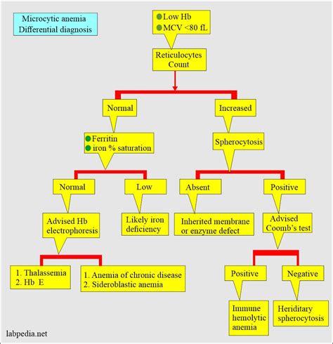 Anemia classification, diagnosis, and routine workup