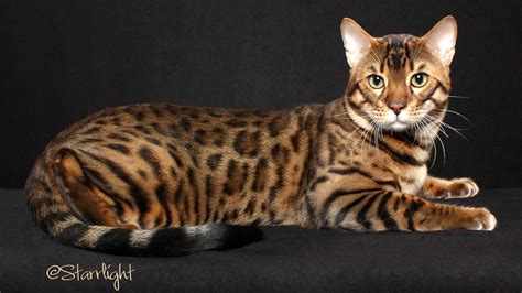 bengals cats | ... for Bengal Cat breeders, Bengal kittens, and Bengal ...