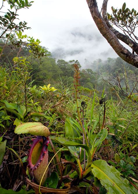 Nepenthes rajah in habitat, IUCN Red List Endangered, Kinabalu National ...