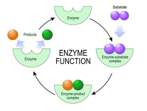 Which of the Following Best Describes an Enzyme - MarenkruwShepard