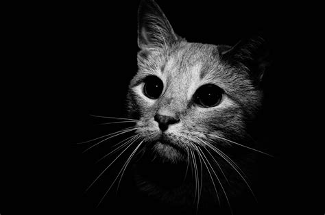 Black And White Cat HD Wallpapers - Top Free Black And White Cat HD ...