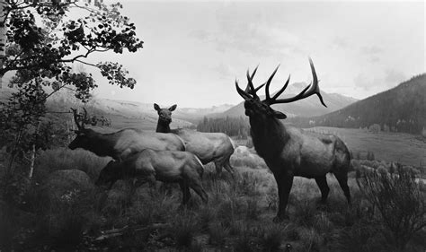 Eerie Yet Gorgeous Scenes Make Taxidermy Spring to Life | WIRED