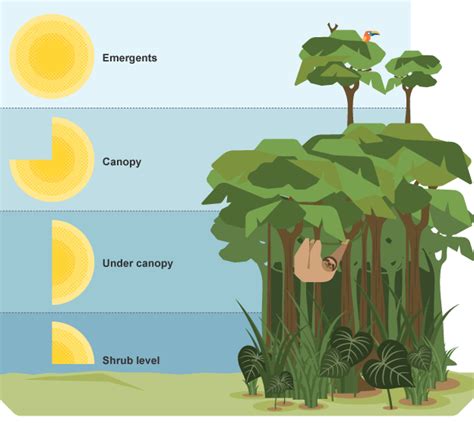 Image result for rainforest layers diagram | Curious Our Planet ...