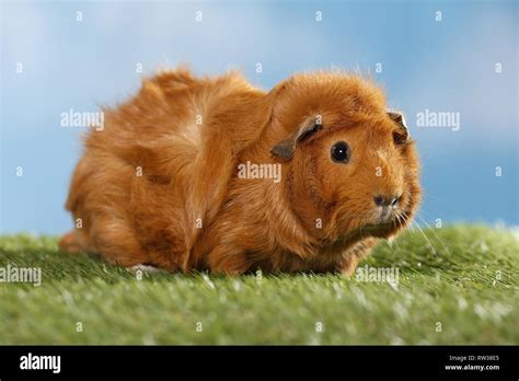 Abyssinian guinea pig Stock Photo - Alamy