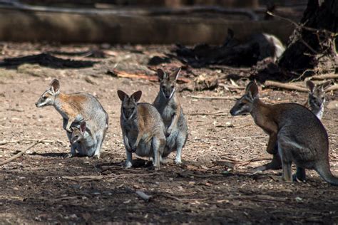 Weekend Wanderings: Phillip Island Wildlife Park - LEANNE COLE - The ...