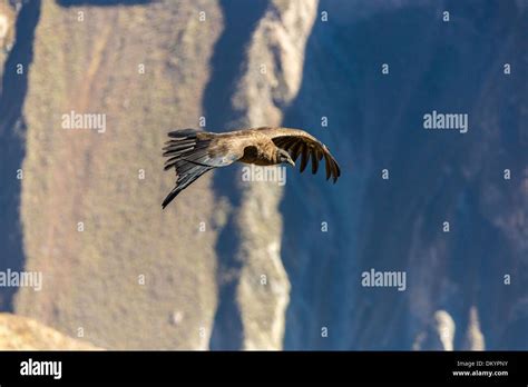 Flying condor over Colca canyon,Peru,South America. This is a condor ...