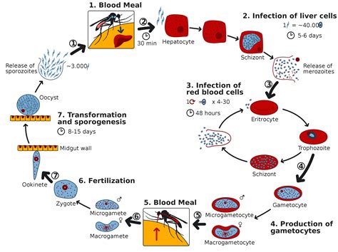 Life Cycle Malaria Parasite Ppt - Image result for malaria life cycle ...