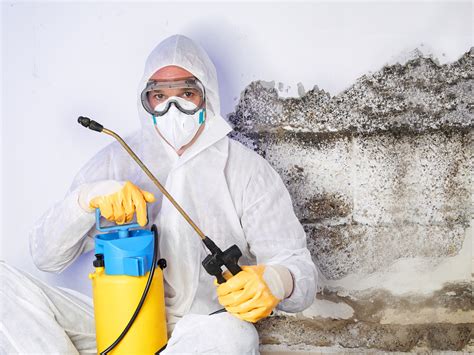 The Importance of Choosing the Right Mold Remediation Company