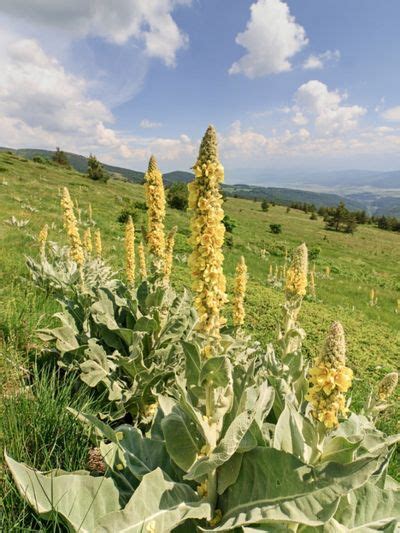 Mullein Plants - Should You Grow Mullein In Gardens